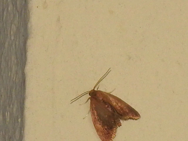 Heterogenea asella - csigalepke