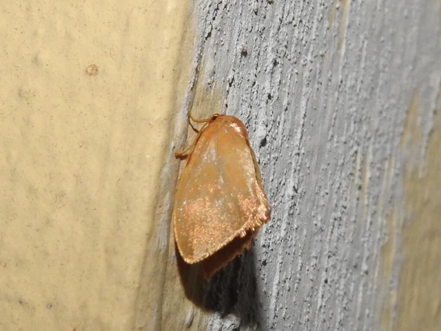 Heterogenea asella - csigalepke