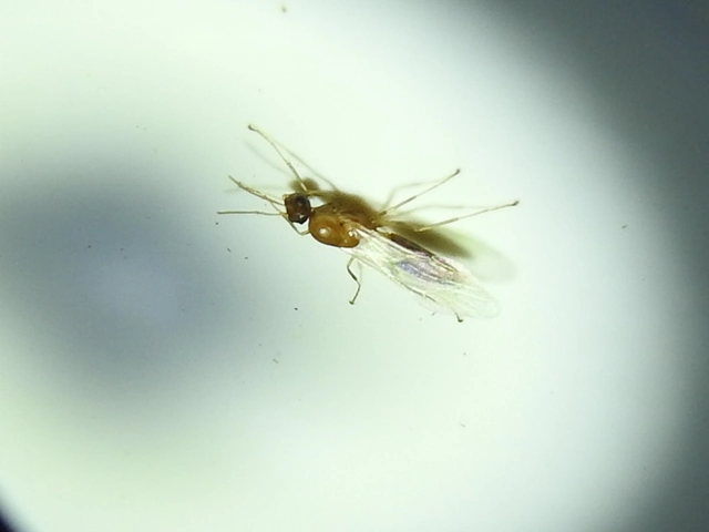 Colobopsis truncata - kapushangya