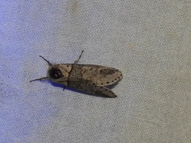 Furcula furcula - szürke púposszövő