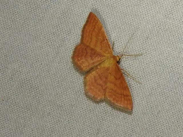 Idaea ochrata - okkerszínű sávosaraszoló