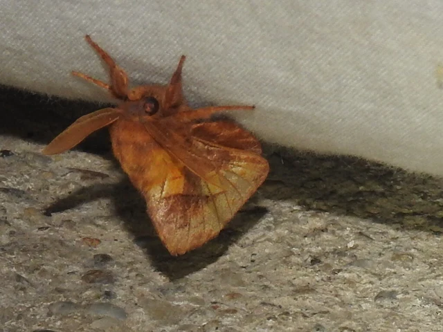 Euthrix potatoria - szomjas pohók
