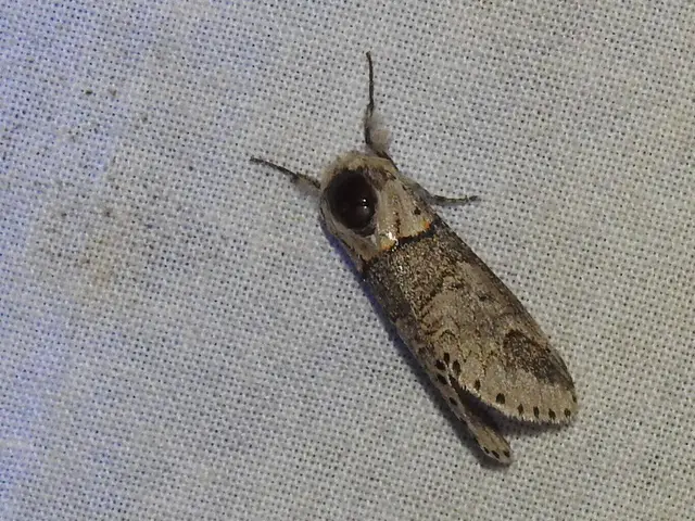 Furcula bifida - kis púposszövő