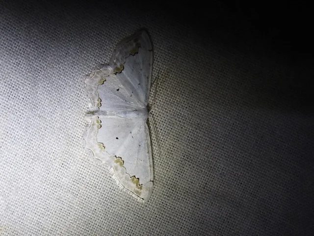 Scopula ornata - díszes fehéraraszoló