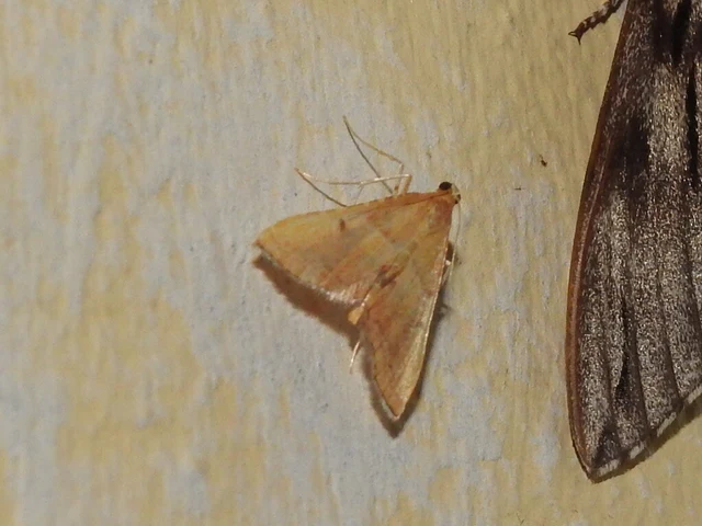 Endotricha flammealis - tüzesszárnyú fényilonca