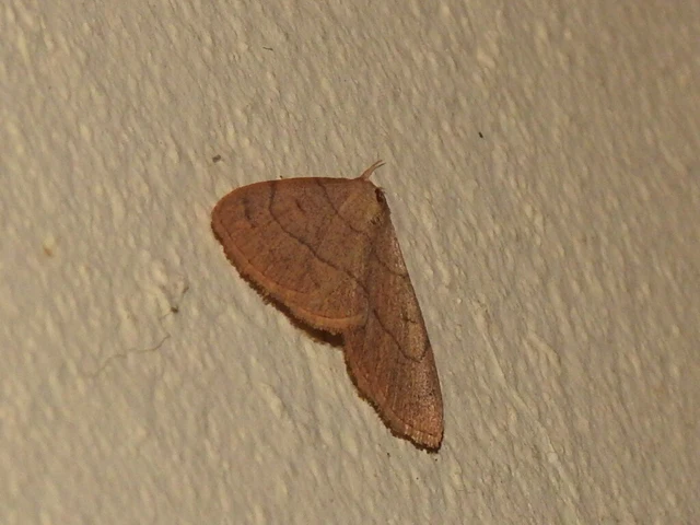 Paracolax tristalis - sárgás karcsúbagoly
