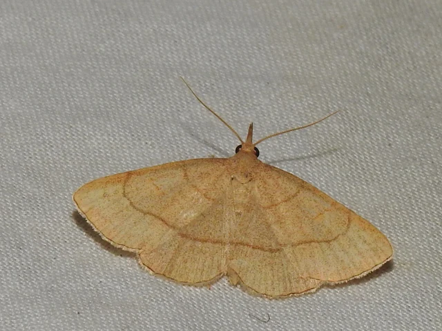 Paracolax tristalis - sárgás karcsúbagoly