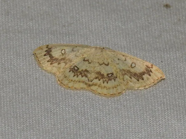 Cyclophora annularia - gyűrűs pettyesaraszoló