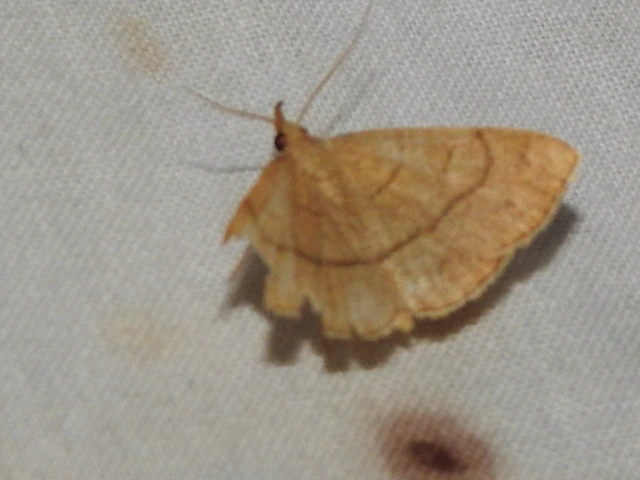 Paracolax tristalis - sárgás karcsúbagoly