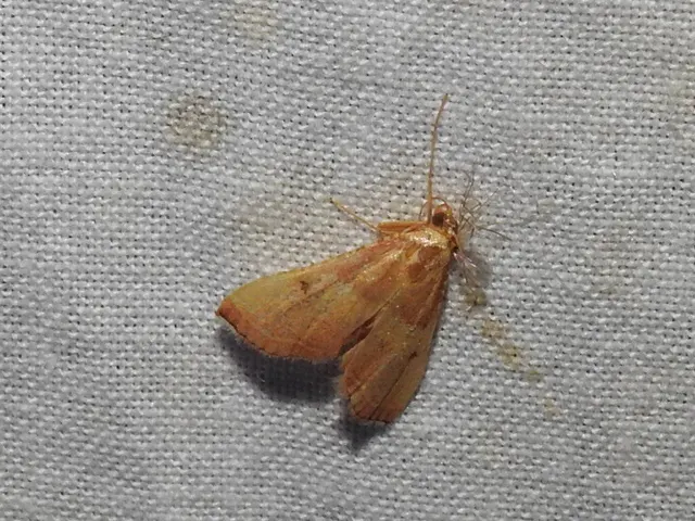Endotricha flammealis - tüzesszárnyú fényilonca