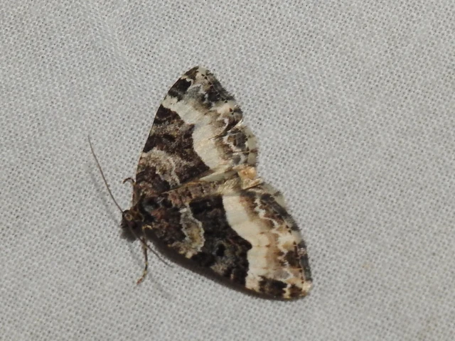 fogassávú tarkaaraszoló - Euphyia unangulata