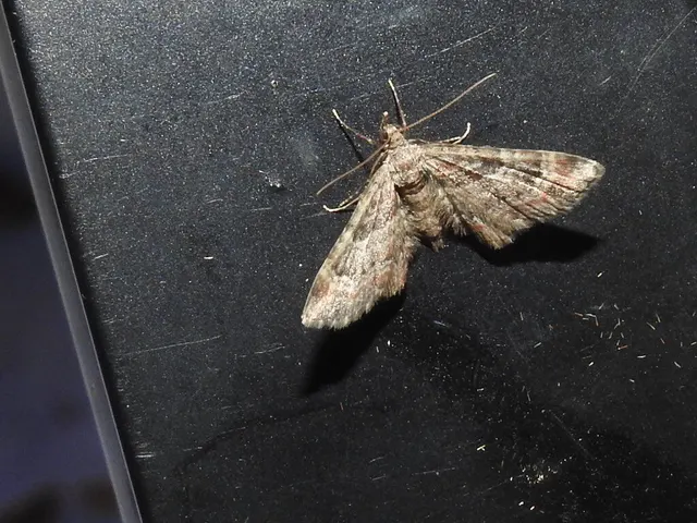 Gymnoscelis rufifasciata - vöröscsíkos törpearaszoló