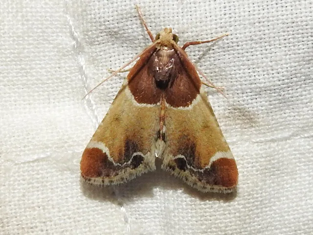 lisztilonca - Pyralis farinalis