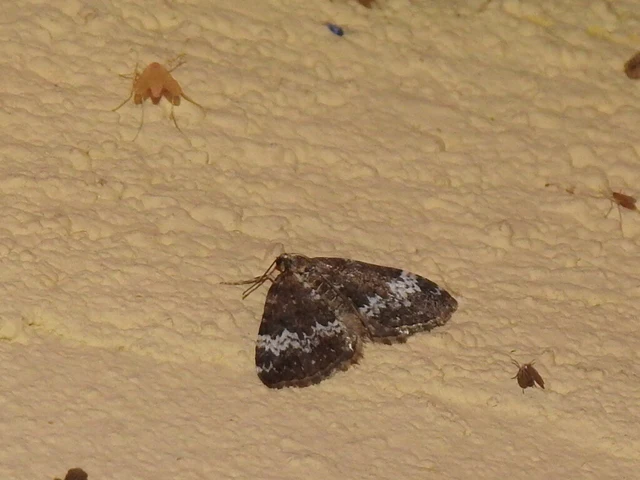 Perizoma alchemillata - árvacsalán-araszoló
