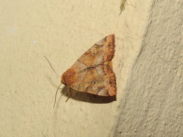 Cosmia trapezina - közönséges lombbagoly