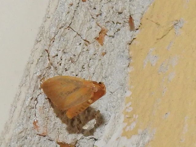 Heterogenea asella - csigalepke