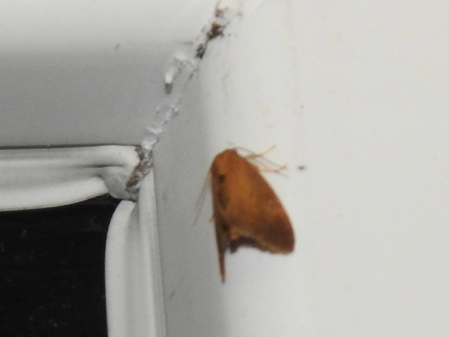 Heterogenea asella - csigalepke