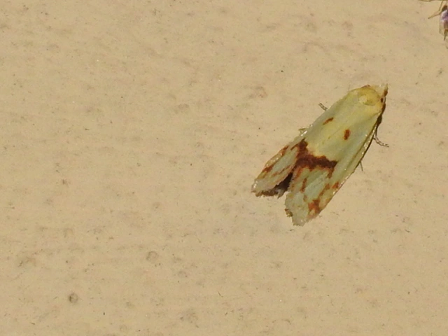 Agapeta hamana - közönséges sárgamoly