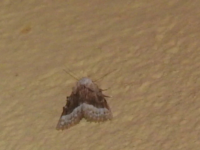 fehér pamacsosszövő - Meganola albula