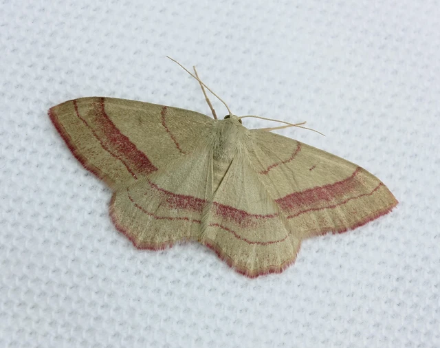 Rhodostrophia vibicaria - pirosszélű araszoló