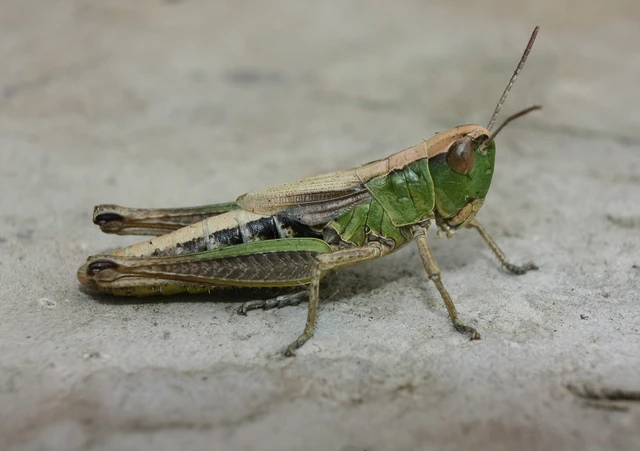 Pseudochorthippus parallelus - közönséges rétisáska