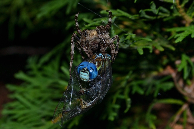 Araneus circe/angulatus