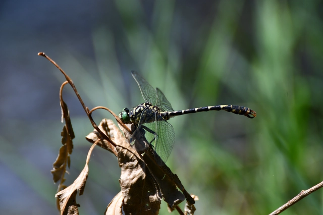 Onychogomphus forcipatus - gyűrűs folyami-szitakötő Onychogomphus forcipatus - gyűrűs folyami-szitakötő