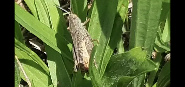Calliptamus italicus - olaszsáska