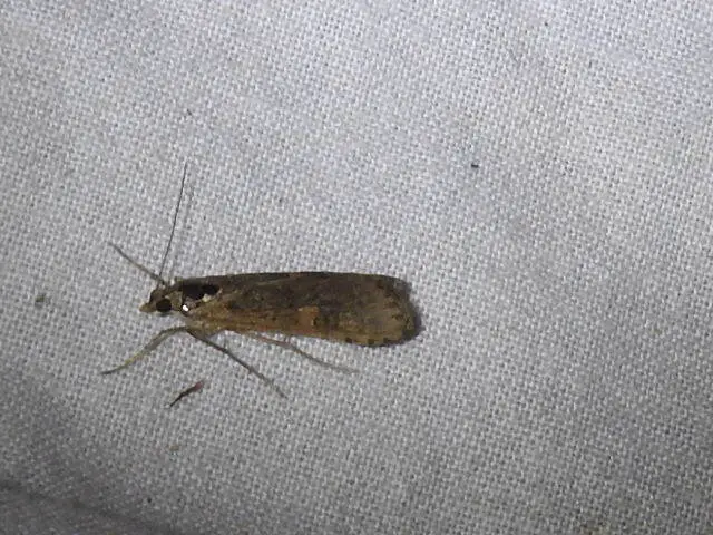 Nomophila noctuella - közönséges vándormoly