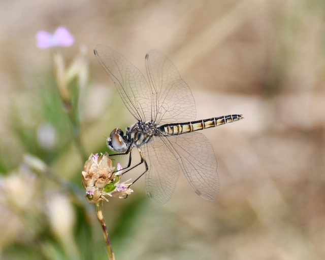 Selysiothemis nigra - vándor árnyszitakötő