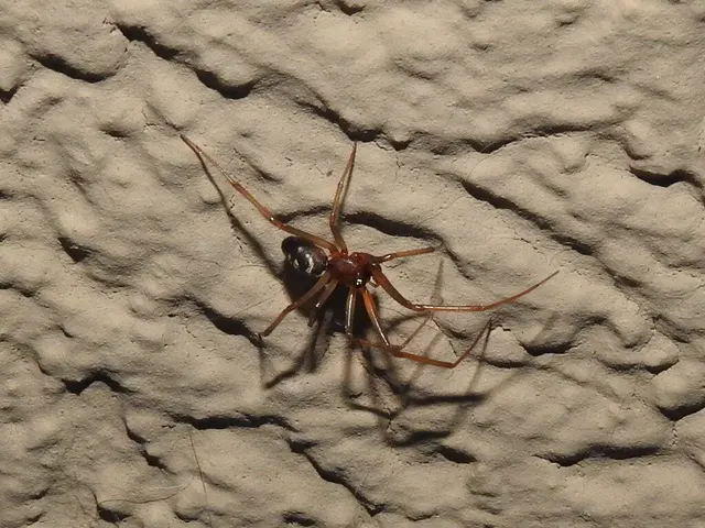 Steatoda grossa - nagy faggyúpók