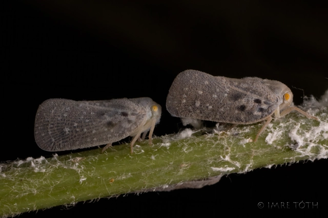 Metcalfa pruinosa - amerikai lepkekabóca