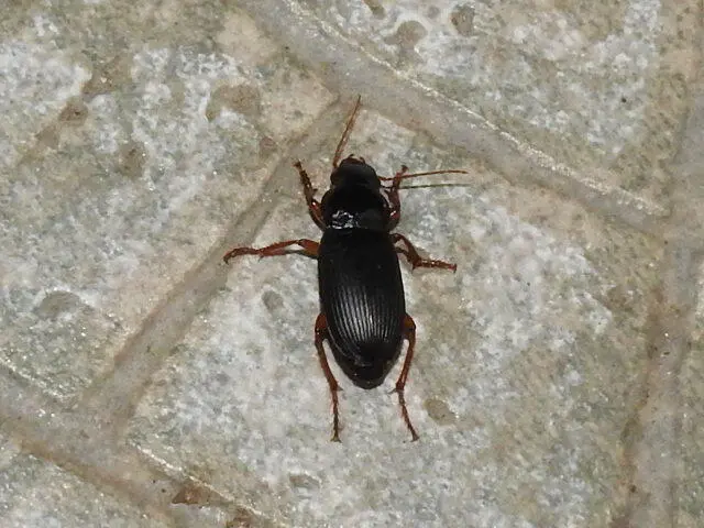 Harpalus rufipes - nagy selymesfutó