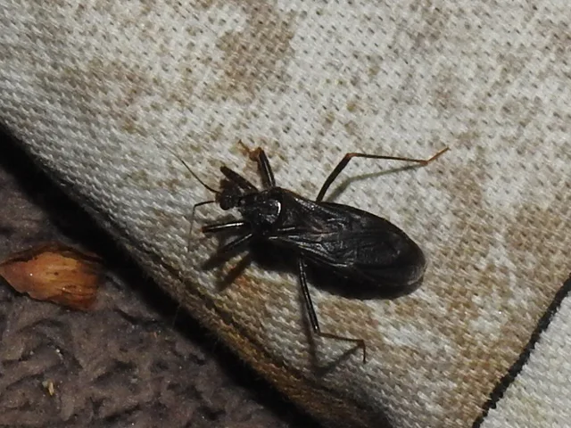 Reduvius personatus - szemetes zugpoloska