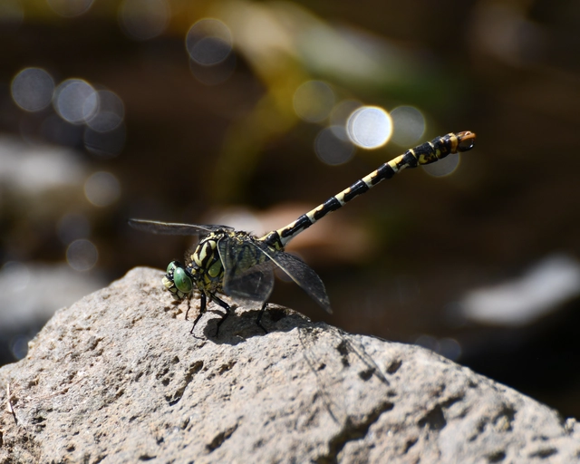 Onychogomphus forcipatus - gyűrűs folyami-szitakötő Onychogomphus forcipatus - gyűrűs folyami-szitakötő