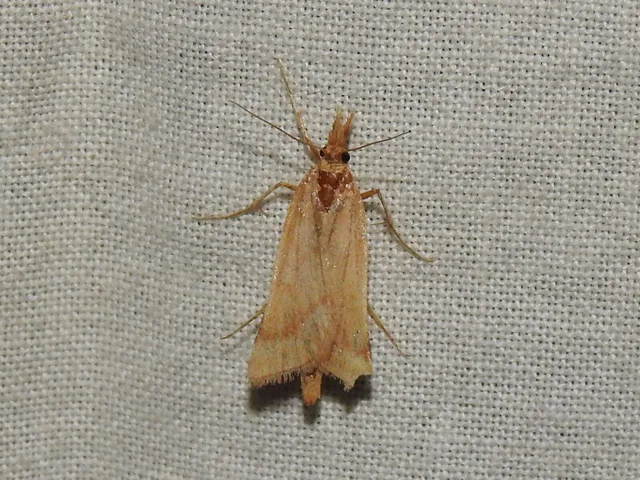 Synaphe punctalis - hosszúlábú fényilonca