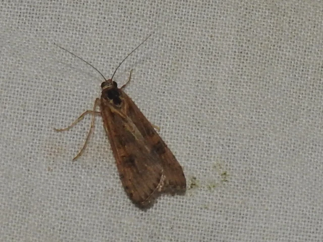 Nomophila noctuella - közönséges vándormoly