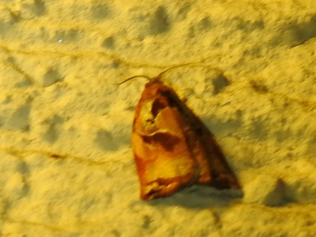 Archips podana - dudvarágó sodrómoly