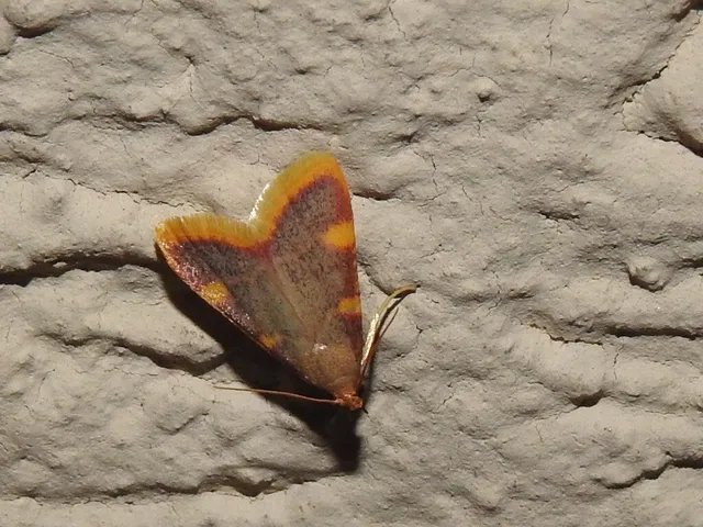 Hypsopygia costalis - szénailonca