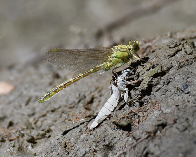Gomphus flavipes - sárgalábú folyami-szitakötő Gomphus flavipes - sárgalábú folyami-szitakötő
