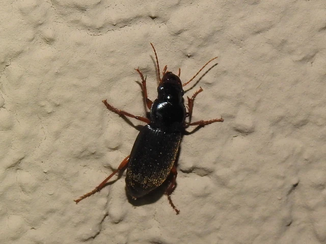 Harpalus rufipes - nagy selymesfutó