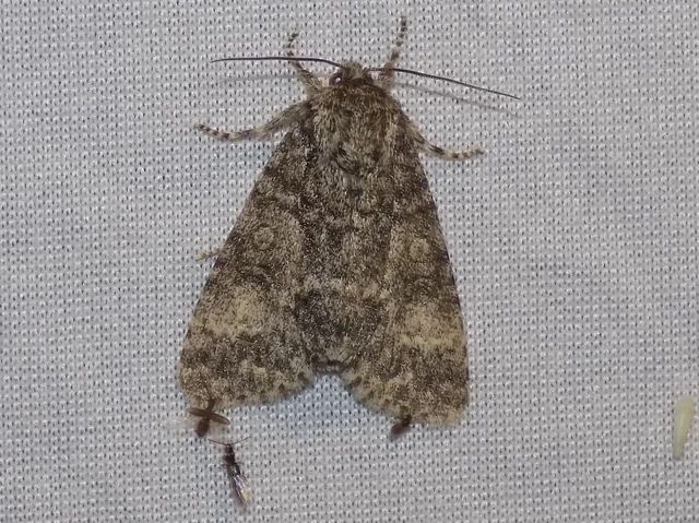 Acronicta megacephala - nagyfejű szigonyosbagoly