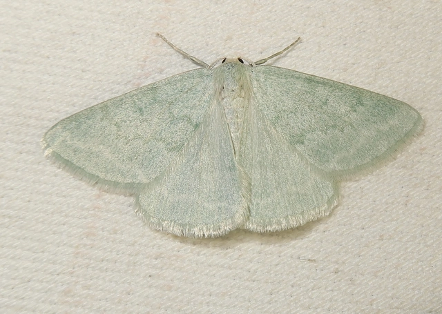 Pseudoterpna pruinata - hamvas zöldaraszoló
