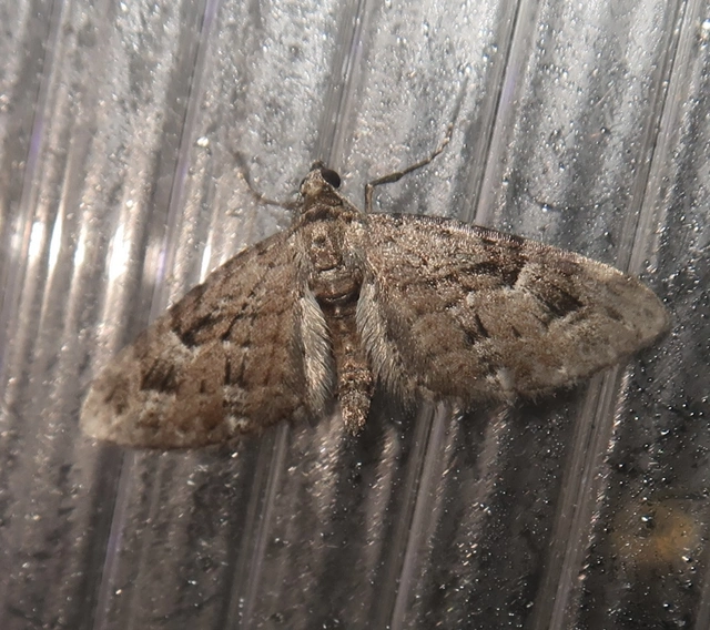 Eupithecia pusillata - lucfenyő-törpearaszoló