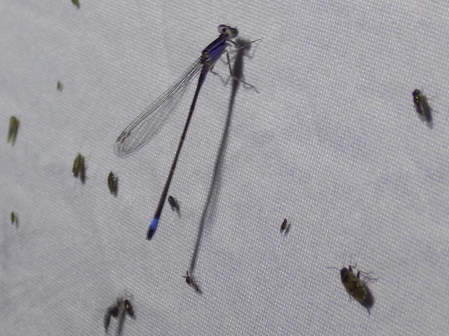 Ischnura elegans pontica - kéköves légivadász