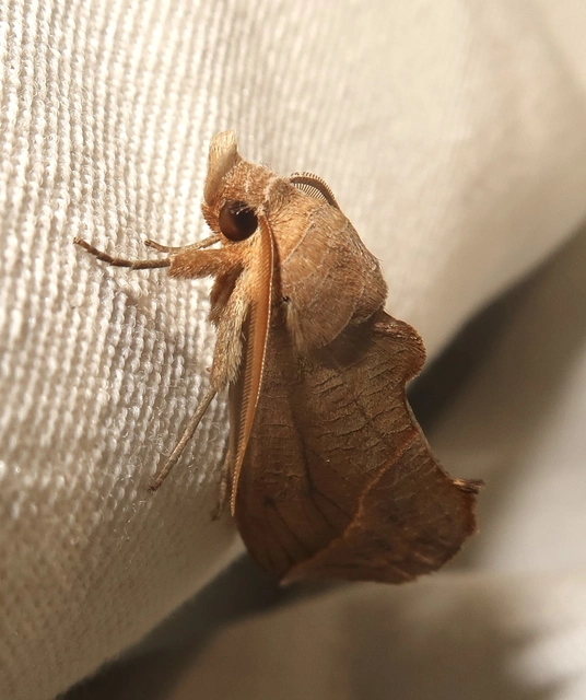 Calyptra thalictri - öblösszárnyú bagoly