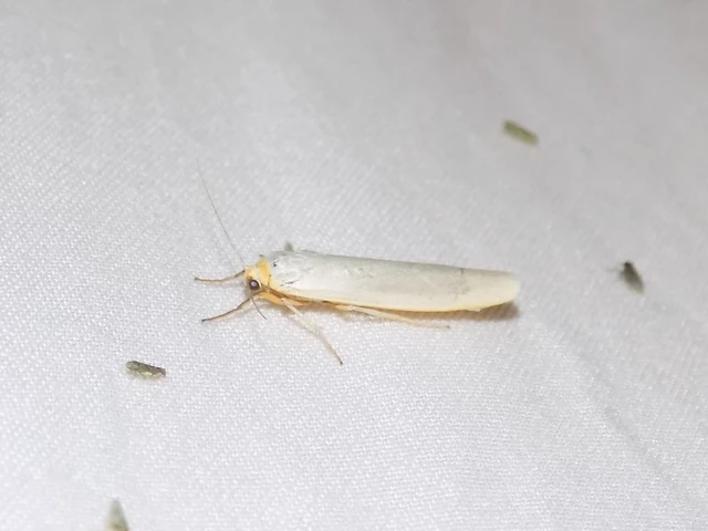 déli zuzmószövő - Eilema caniola