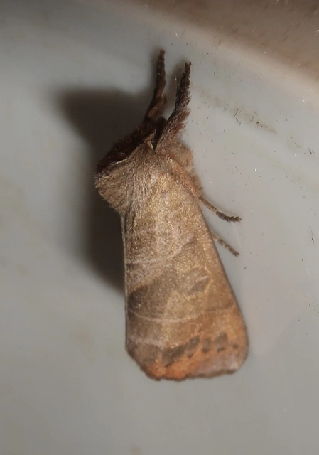 Clostera anastomosis - barna levélszövő