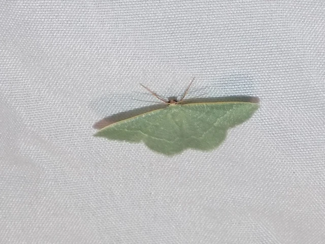 Phaiogramma etruscaria - fehérpettyes zöldaraszoló