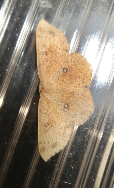 Cyclophora porata - körös pettyesaraszoló